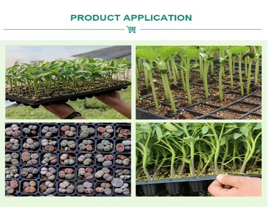 Alvéole 50 cellules lot de 10